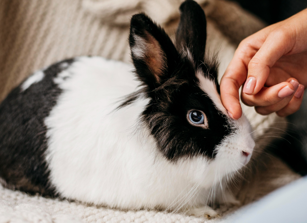 Rabbit Blood Hair Oil